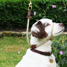 Load image into Gallery viewer, Dark Brown Figure of 8 Rope Training Collar