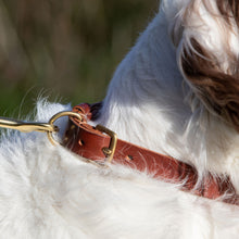 Load image into Gallery viewer, Dark Brown Leather Dog Collar
