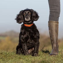 Load image into Gallery viewer, Tan Leather Dog Collar
