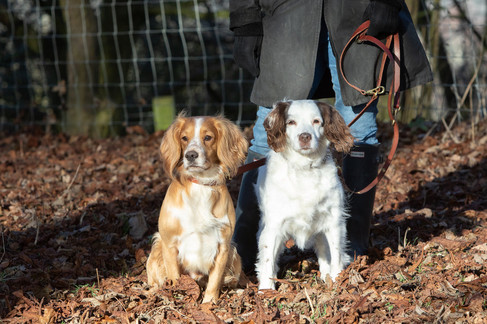 Two dogs in the woods wearing handmade Italian leather dog collars with coordinating leather dog leads. Black, dark brown and tan leather leads.
