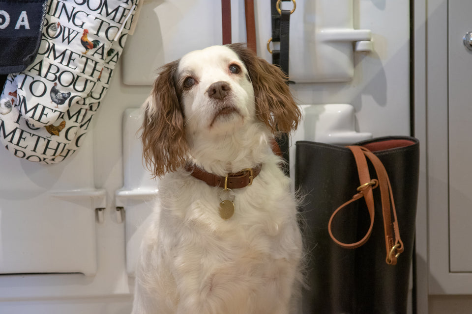 Springer spaniel looking up at owner wearing handmade in England leather dog collar with handmade leather dog leads in the background.