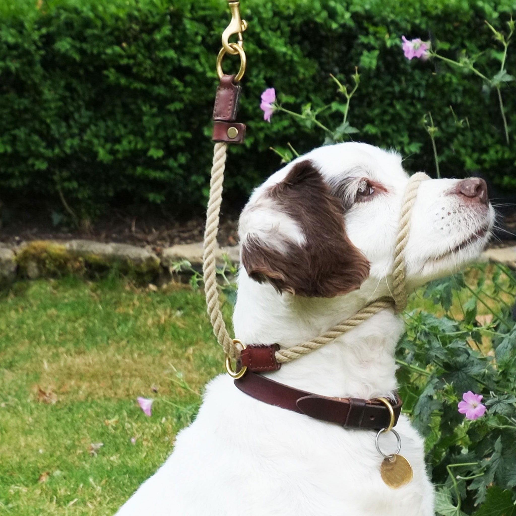 Leather figure of 8 dog lead 2025