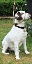 Load image into Gallery viewer, Black Figure of 8 Rope Training Collar
